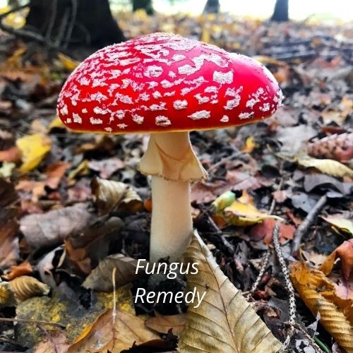 Agaricus