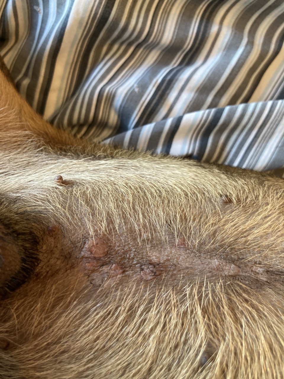 Skin Rash Gel - Image 2