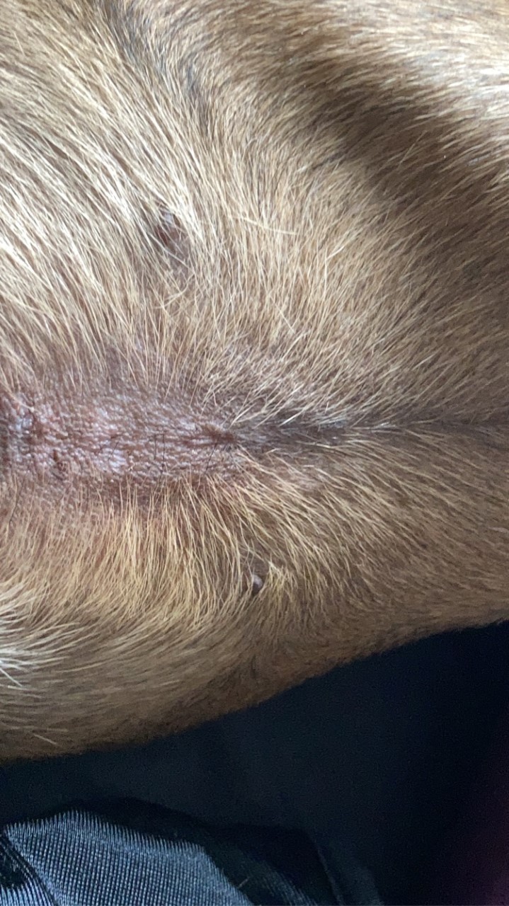 Skin Rash Gel - Image 3